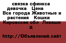 связка сфинкса. девочка › Цена ­ 500 - Все города Животные и растения » Кошки   . Кировская обл.,Леваши д.